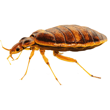durvenica