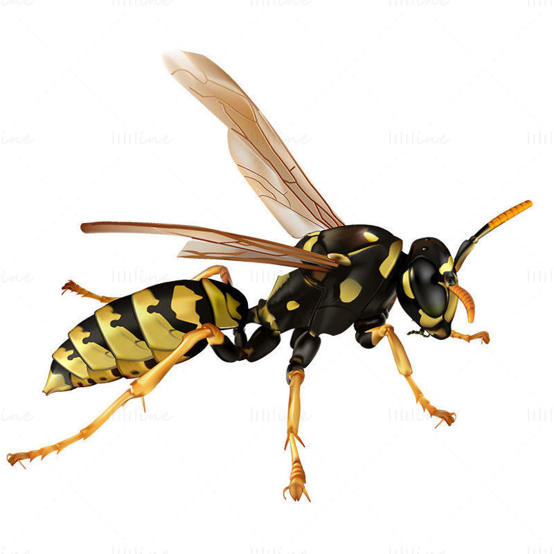 wasp png 0000054193 800